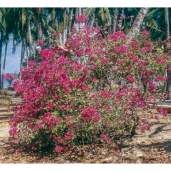 Palawan