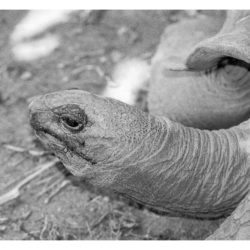 Seychelles