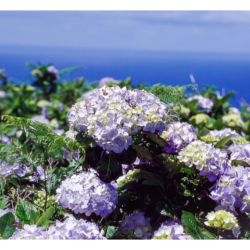 Flores - Açores