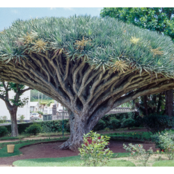 Faial - Açores