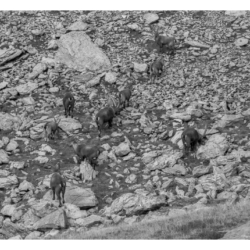 Randonnée en Vanoise en 2001