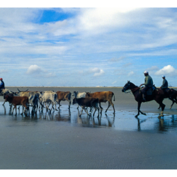 Voyage au Brésil en 2002