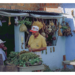Voyage au Brésil en 2002