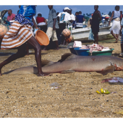  São Tomé et Principe 2004