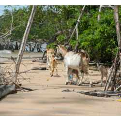Ilha de Marajó