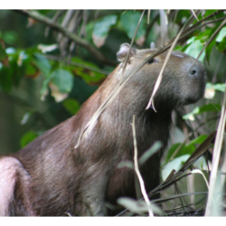 Capivara