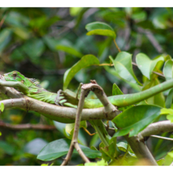 Basiliscus