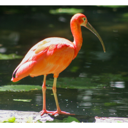 Ibis rouge