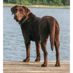 Chienne des Gasquet