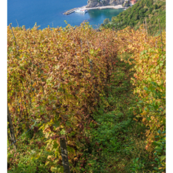 Cinque Terre
