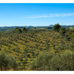 Oliverai en Toscane