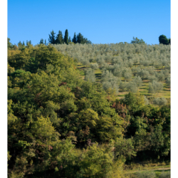Castello di Verrazzano
