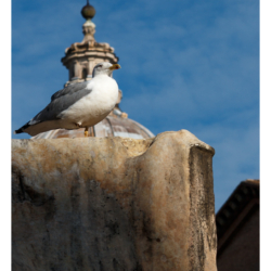Mouette devant l&#039;église San Gregorio