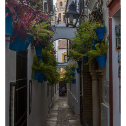 Calleja de las Flores