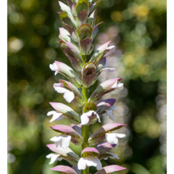 Lupins