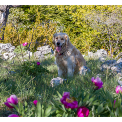 Le sentier des pivoines