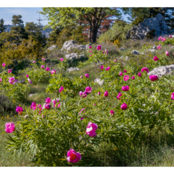 Pivoine