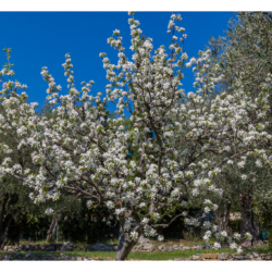 Pommier en fleur