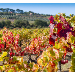 Environs de Roussillon