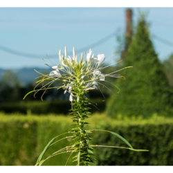 Eyrignac et ses jardins