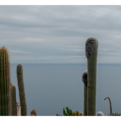Le jardin exotique d&#039;Eze