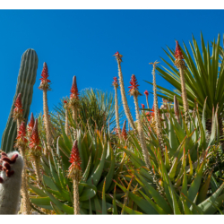 Le jardin exotique d&#039;Eze
