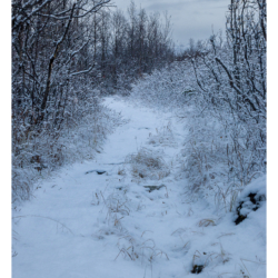 Parc national d&#039;Abisko