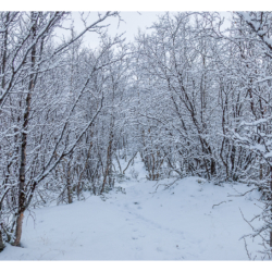 Parc national d&#039;Abisko