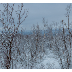 Parc national d&#039;Abisko