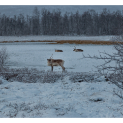 Parc national d&#039;Abisko