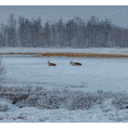 Parc national d&#039;Abisko
