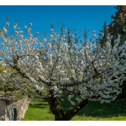 Cerisier en fleur à la Taladette