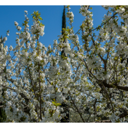 Cerisier en fleur à la Taladette
