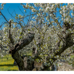 Cerisier en fleur à la Taladette
