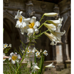 Fleur de lys