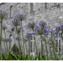 Abbaye de Fontfroide