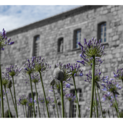 Abbaye de Fontfroide
