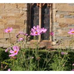 Abbaye de Fontfroide