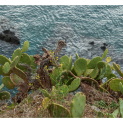 Sentier du littoral entre Banyuls et Cerbère