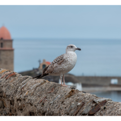Collioure - Mars 2025