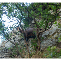 Moustiers-Sainte-Marie