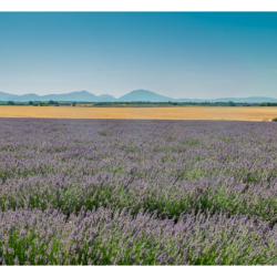 Plateau de Valensole