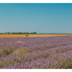 Plateau de Valensole