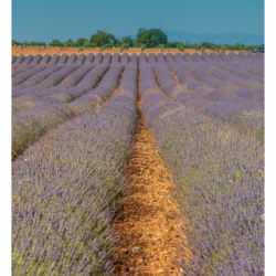 Plateau de Valensole