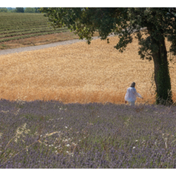 Plateau de Valensole