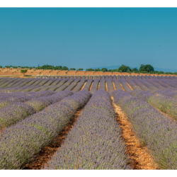 Plateau de Valensole