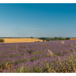 Plateau de Valensole