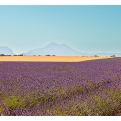 Plateau de Valensole